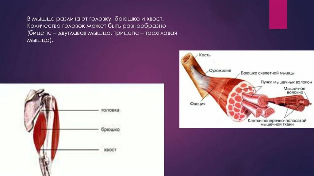 В состав мышцы входит. Строение скелетной мышцы головка брюшко хвост. Брюшко мышцы. Строение мышцы брюшко. Брюшко скелетной мышцы это.