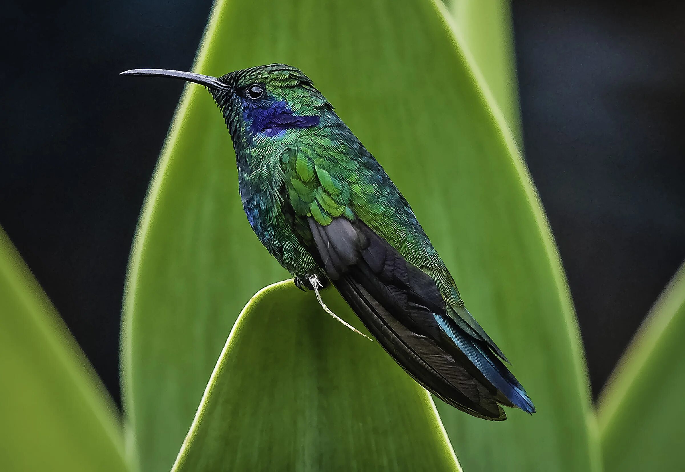 Wiki bird. The rare birds. bird species. hummingbird rainforest. type of hummingbird bird.