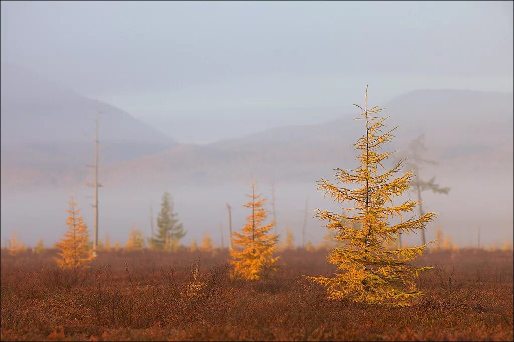 лиственничный лес таймыр. лиственница тундра. сибирская ель в лесотундре. лиственница тундра. лиственница тундра.