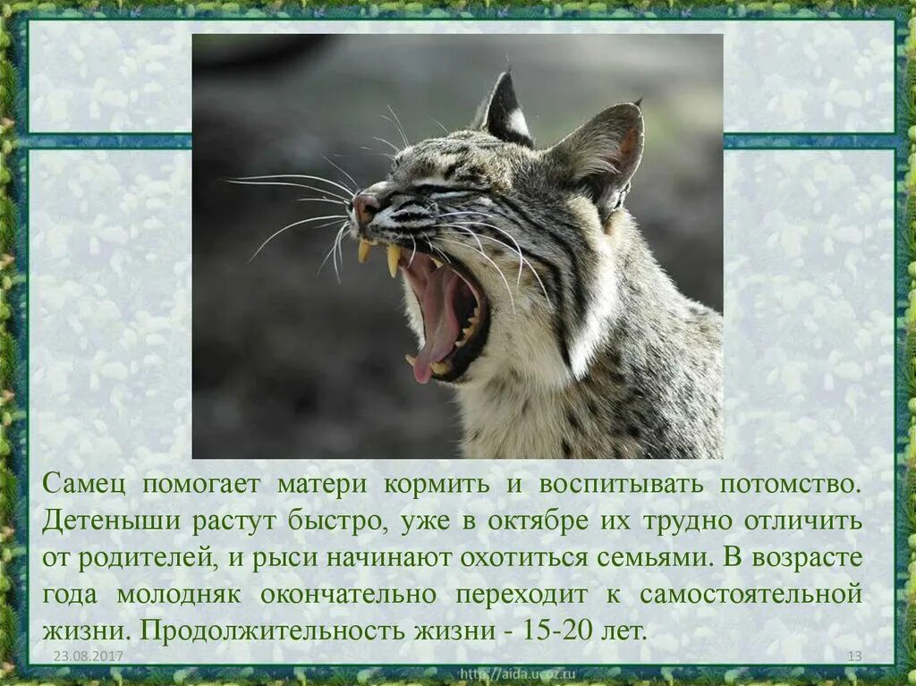 Презентация на тему Рысь. Рысь презентация 4 класс. Информация о рыси. Рассказ о рыси 4 класс.