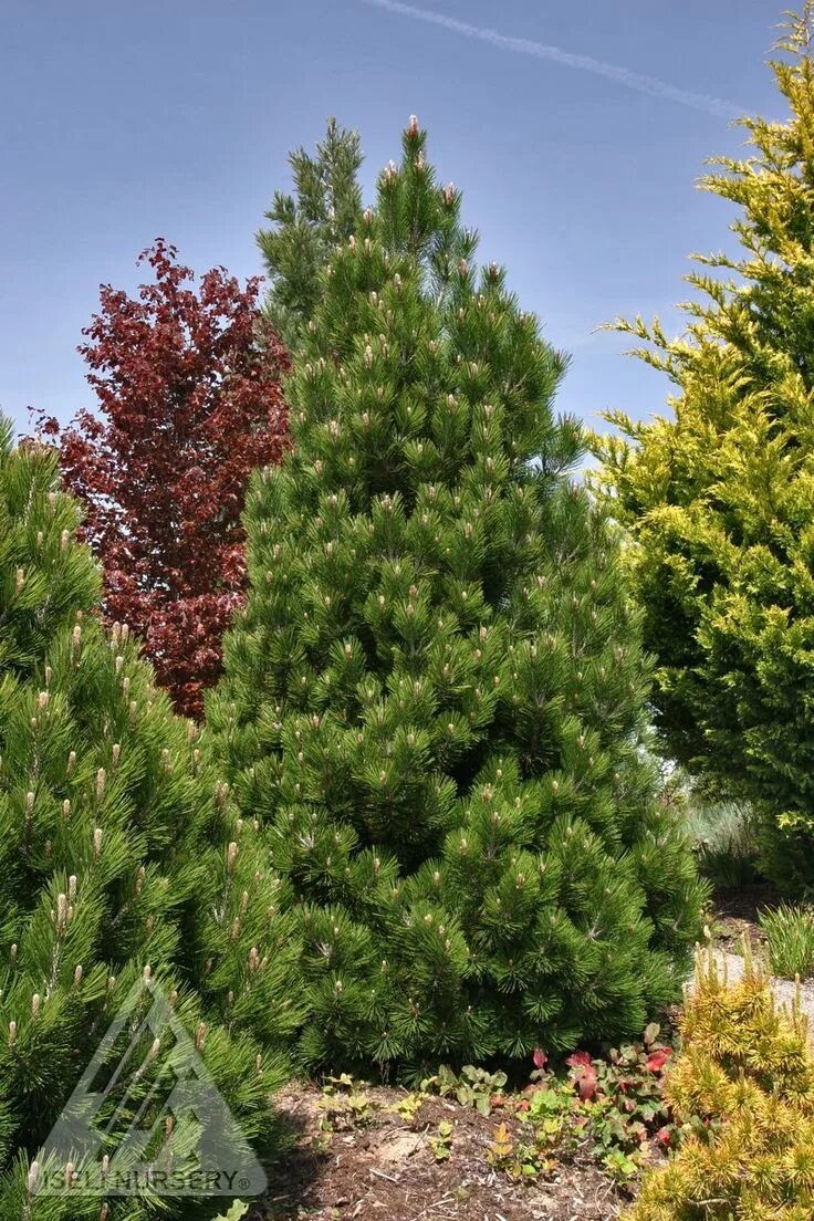 сосна гельдрейха / белокорая компакт джем. сосна гельдрейха компакт джем. сосна белокорая компакт. сосна гельдрейха компакт. сосна гельдрейха компакт джем.