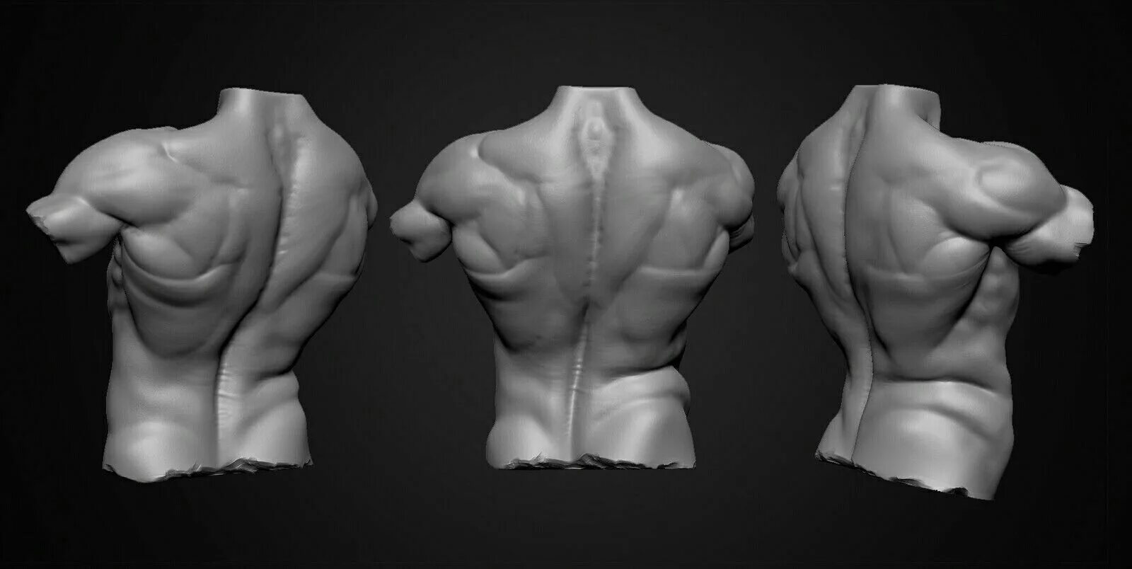Зибраш торс. Скульптинг человека в Zbrush. Анатомия человека для 3d скульптинга. Zbrush анатомия человека. Detailed reference