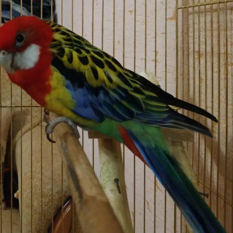 попугай неразлучник розовощекий. клетка для попугаев неразлучников. попугай ара и жако. неразлучник розовощекий зеленый. попугай ара зеленокрылый.