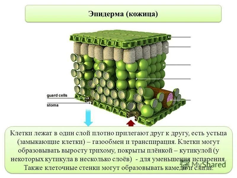 Верхняя кожица листа функции. Строение кожицы листа эпидермы. Строение кожицы покровной ткани. Клетка эпидермиса листа герани. Строение клетки кожицы листа.