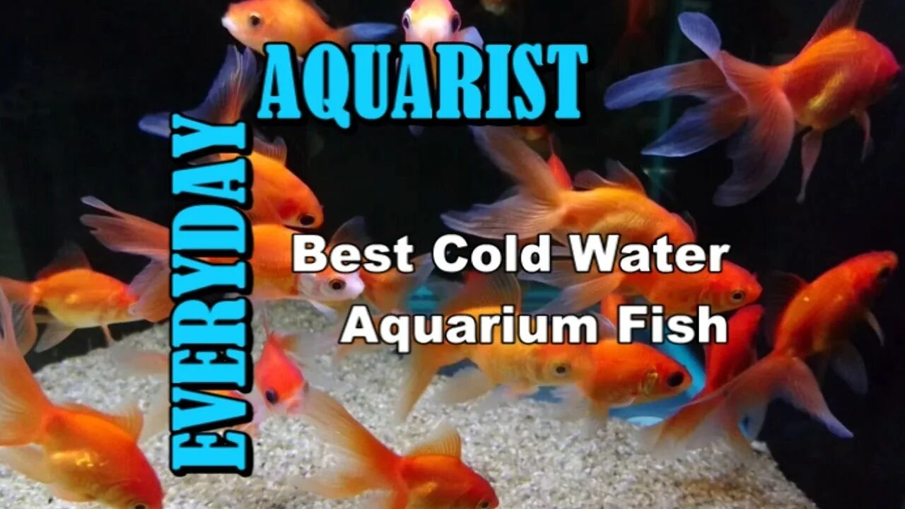 Cold Water Aquarium. Cold Aquarium.