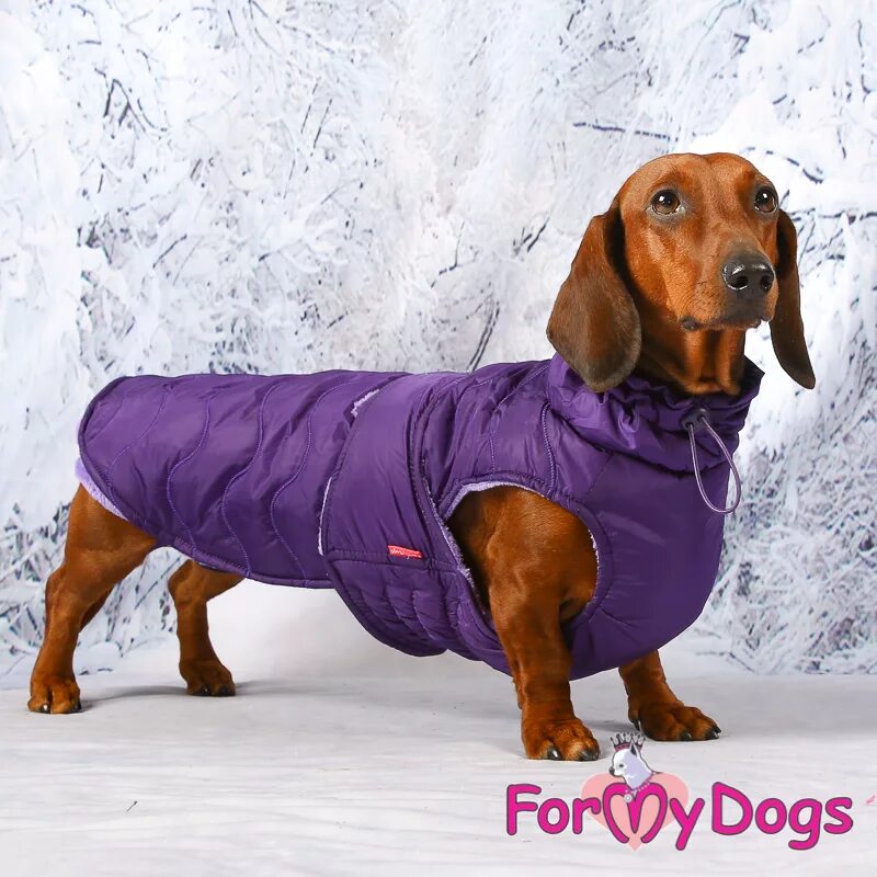 Попона для таксы. Попона membrana 35. Жилетка для таксы. Одежда для собак такса. Жилетка для таксы.