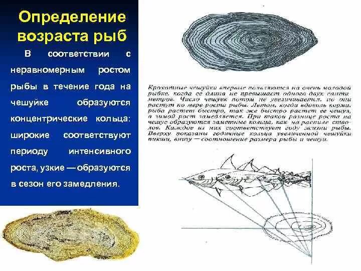 Определить возраст книги. Определение возраста рыб. Методы определения возраста рыб. Как определить Возраст рыбы. Как определить Возраст рыбы по чешуе.