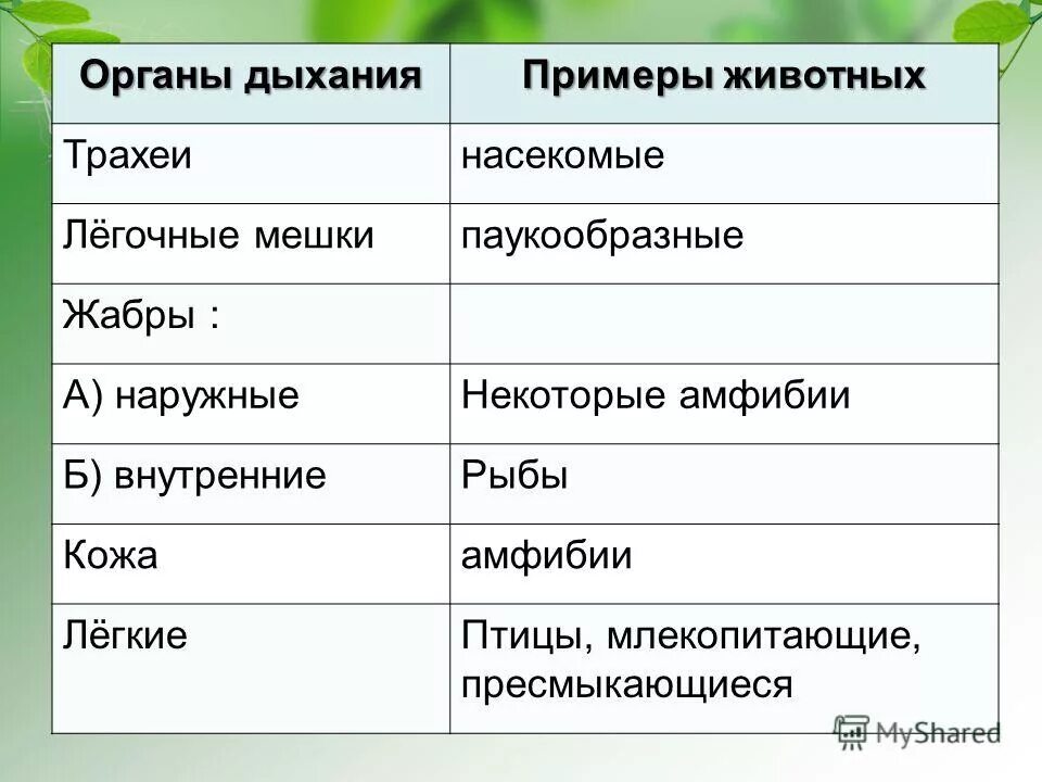 Особенности дыхания зверей