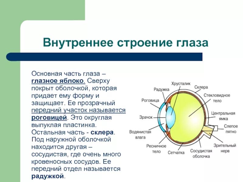 Строение глаза анатомия и функции. Глазное яблоко строение и функции. Оболочки глазного яблока строение и функции. Строение оболочек глазного яблока анатомия. Оболочки глаза человека таблица