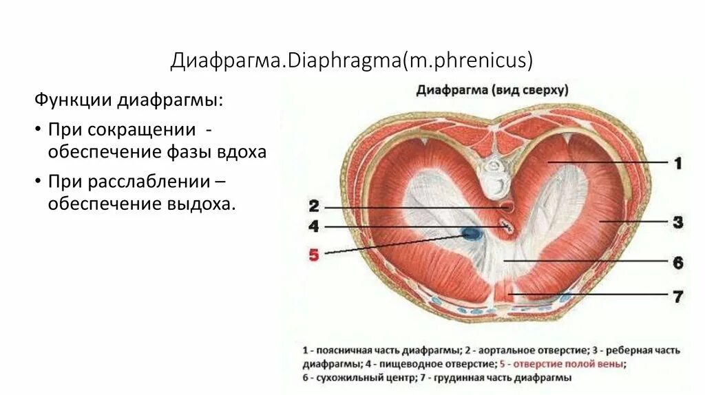 Выполняет функцию диафрагмы. Диафрагма строение и функции. Прикрепление диафрагмы анатомия. Диафрагма расположение части отверстия функции. Строение диафрагмы анатомия.