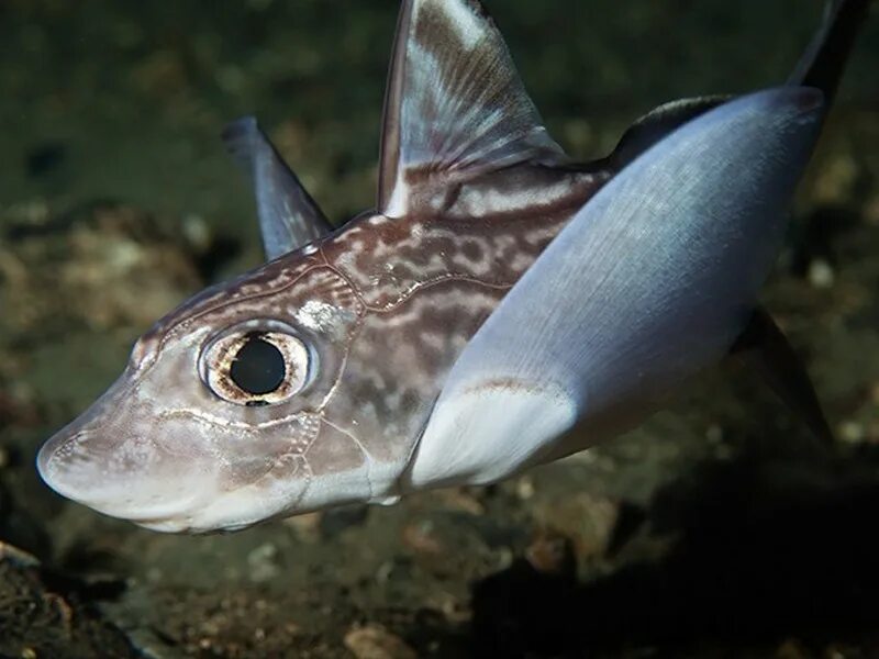 Список химер. Каллоринховые химеры. Рыба химера морской заяц. Химерообразные. Химерообразные хрящевые рыбы.