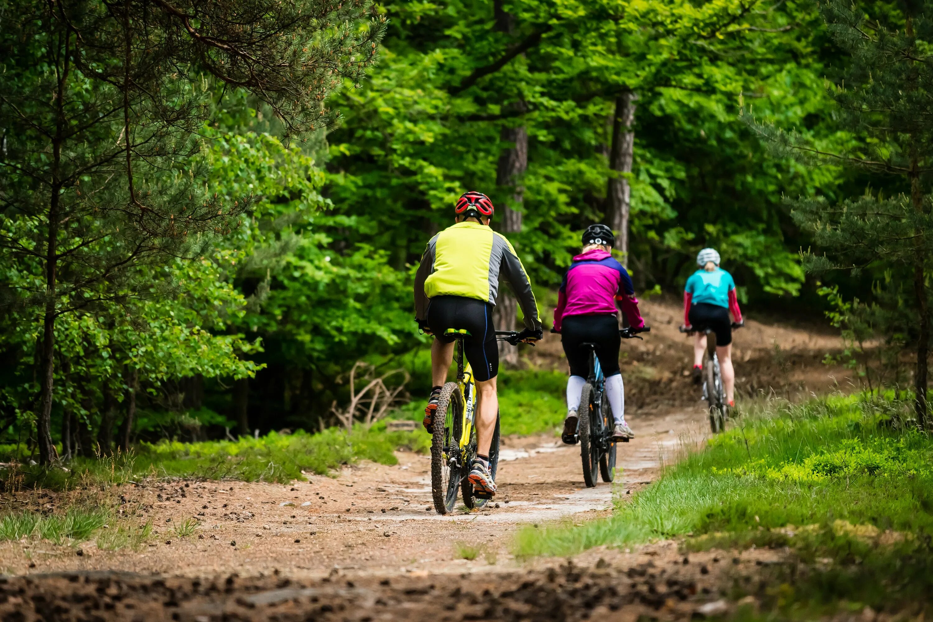 Get on the bike. Велосипедная дорожка в лесу. Велосипед в лесу. Прогулка на велосипеде по лесу. Велопрогулка по лесу.