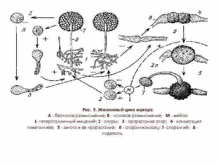 Жизненный цикл размножение. Цикл развития гриба мукора. мукор цикл развития. жизненный цикл гриба мукора схема. размножение мукора схема.