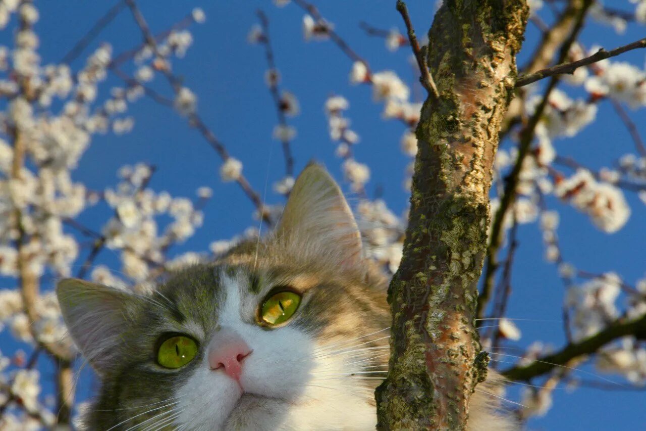 Весенняя кошечка. Кошки весной. Весенний котик.