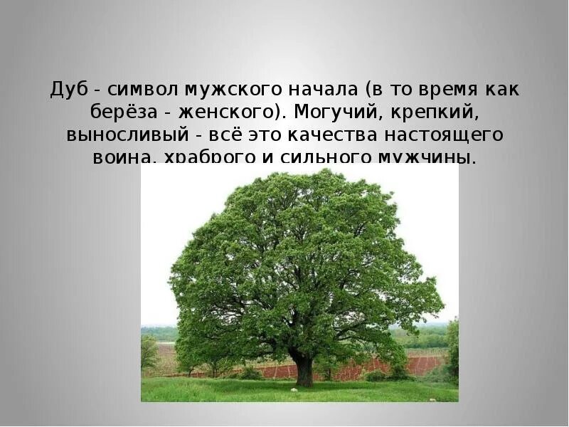 Дерево окружающий. Сообщение о дубе. Сообщение о дереве дуб. Дуб для презентации. Описать дуб.