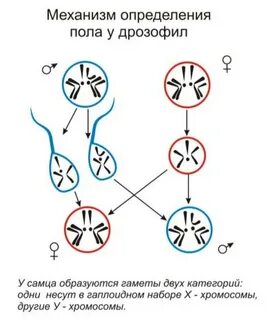 Хромосомным механизмом