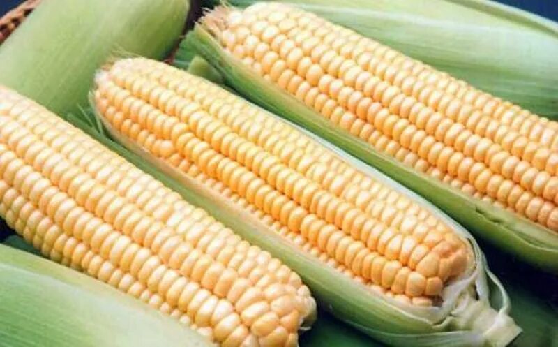 Corn на русском