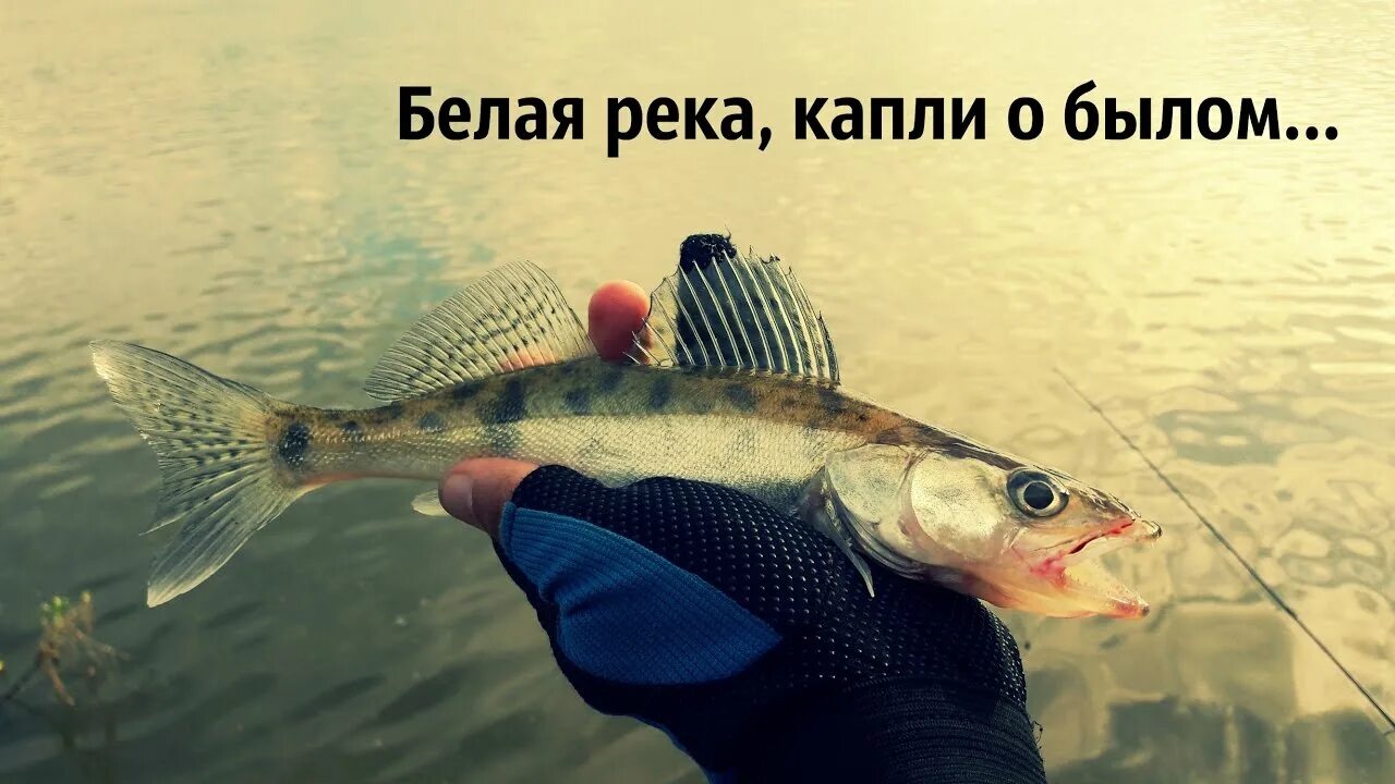 Белая капли о былом. Судак рыба в Башкирии.