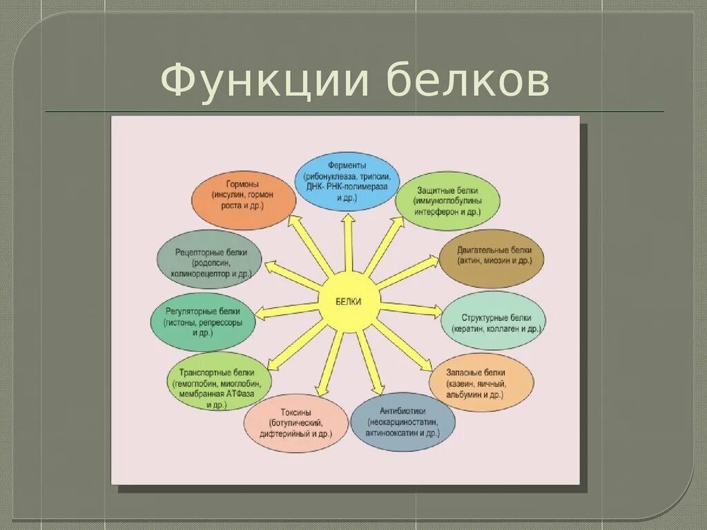 Функции белков схема. Биологические функции белков схема. Белки функции.