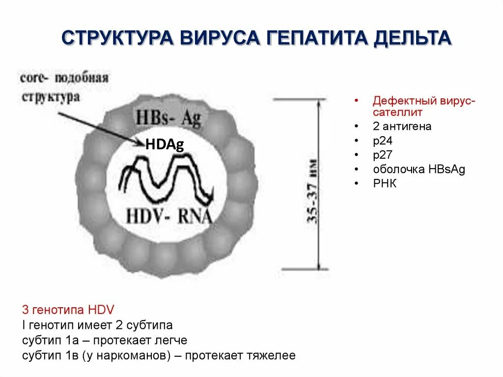 Гепатит в без дельта агента. Вирус гепатита Дельта. Строение вируса гепатита Дельта. Строение вируса гепатита с схема. Структура вируса гепатита в.