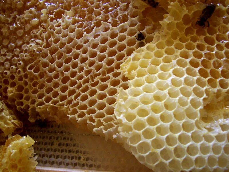 Трипофобия пчелиные соты. Трипофобия соты медовые. Кластерная трипофобия.