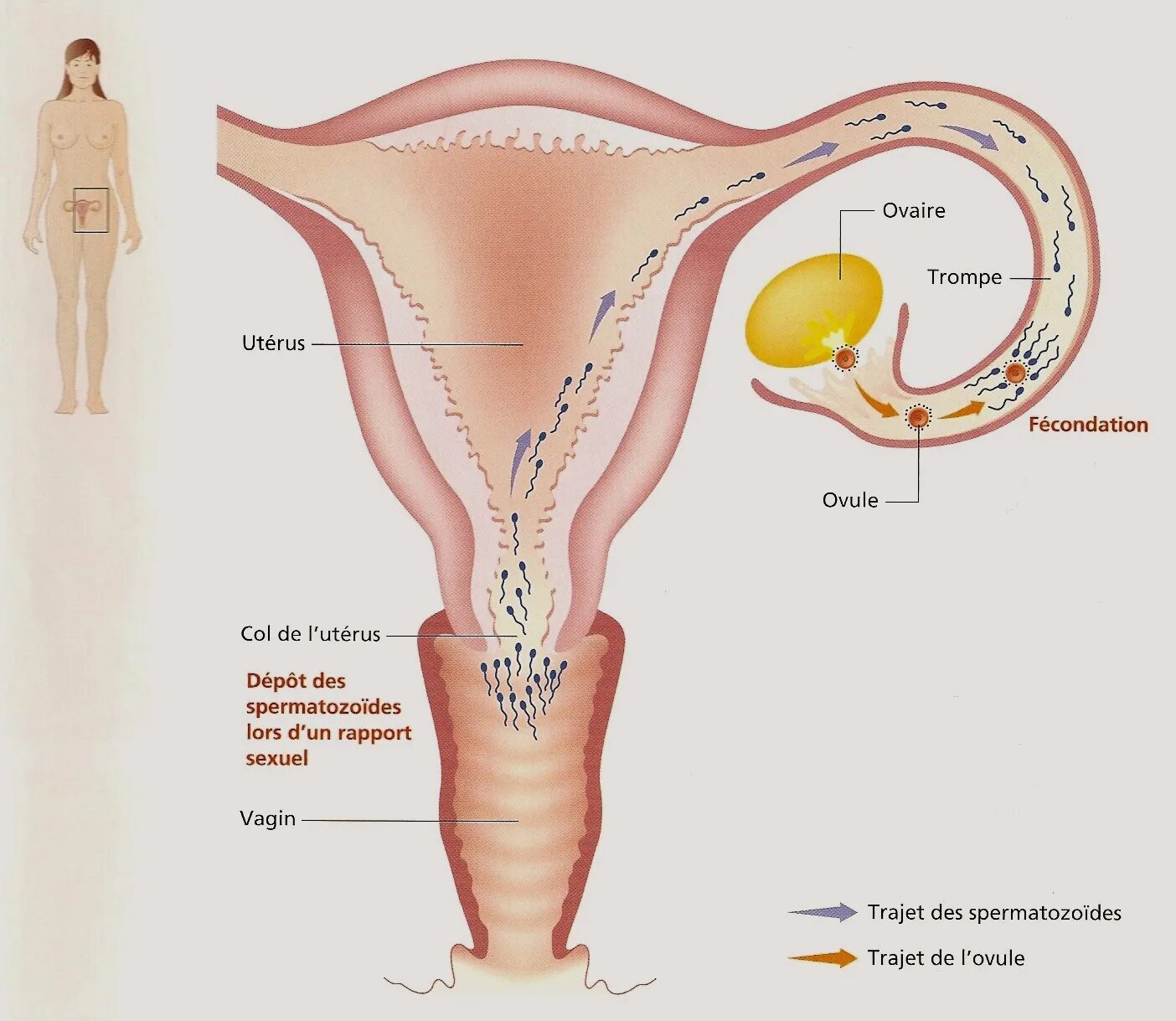 Женские спермии. Где находится яйцеклетка у женщин. Оплодотворение женщины. Путь оплодотворенной яйцеклетки в матку.