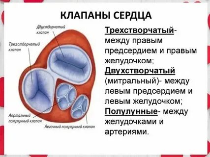 Какой клапан находится в аорте