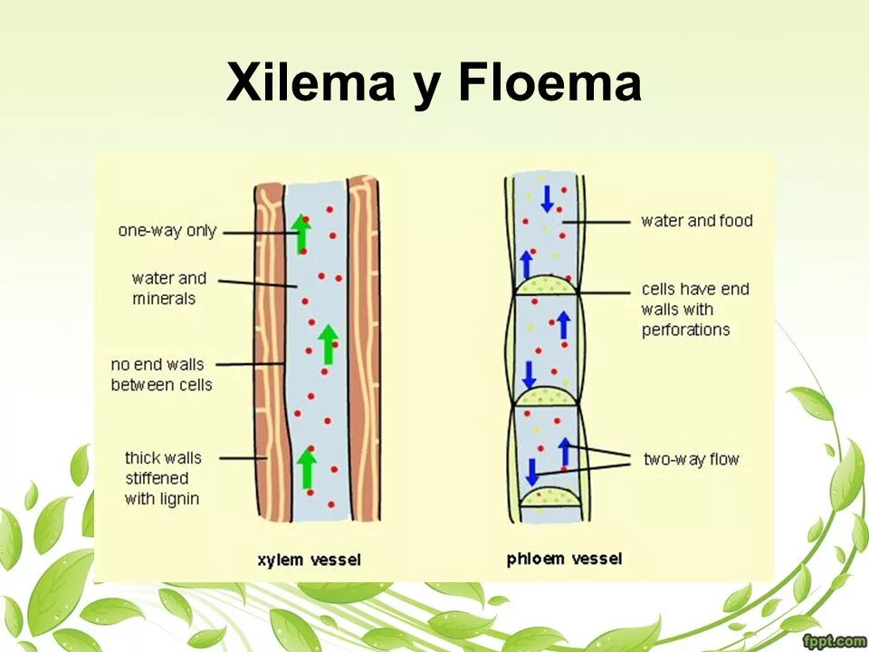 Растительные ткани Ксилема флоэма. Ксилема и флоэма у растений. Ксилема и флоэма у дерева. Ксилема и флоэма в листе. Флоэма проводит растворы