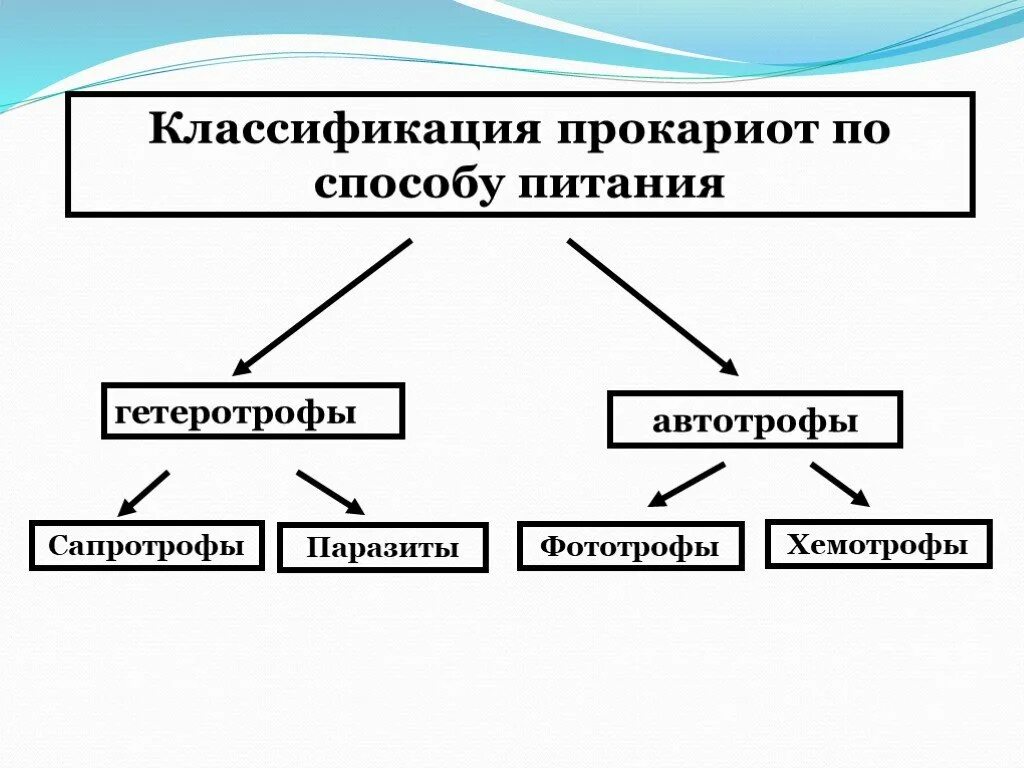 Систематика и классификация прокариот. Тип питания прокариот. питание прокариот схема. способы питания прокариотической клетки. способ питания прокариот.