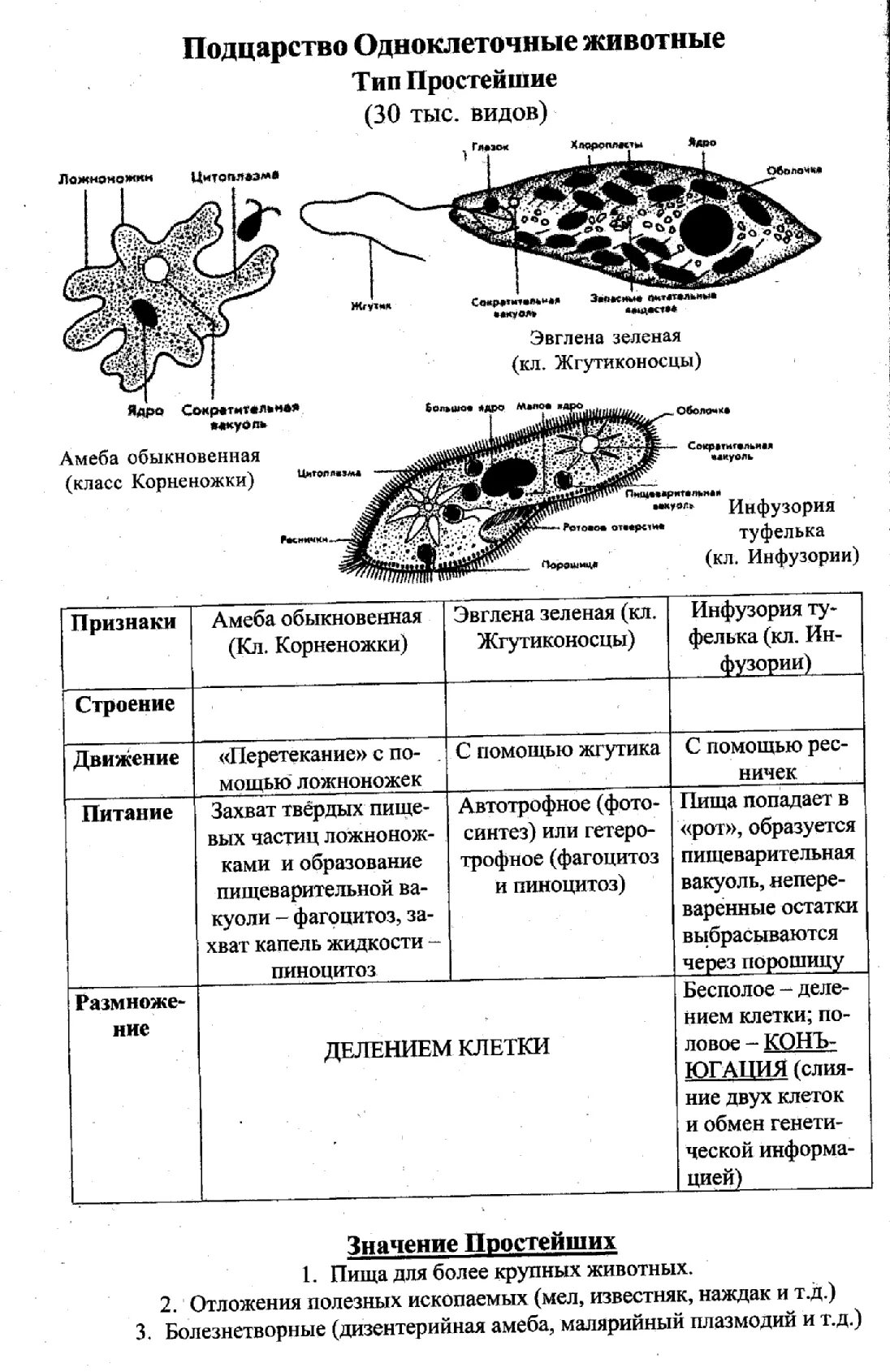 Подцарство одноклеточные 7 класс биология таблица. Таблица Подцарство одноклеточные 7 класс. Таблица общая характеристика подцарства одноклеточные животные. Корненожки жгутиконосцы инфузории таблица.