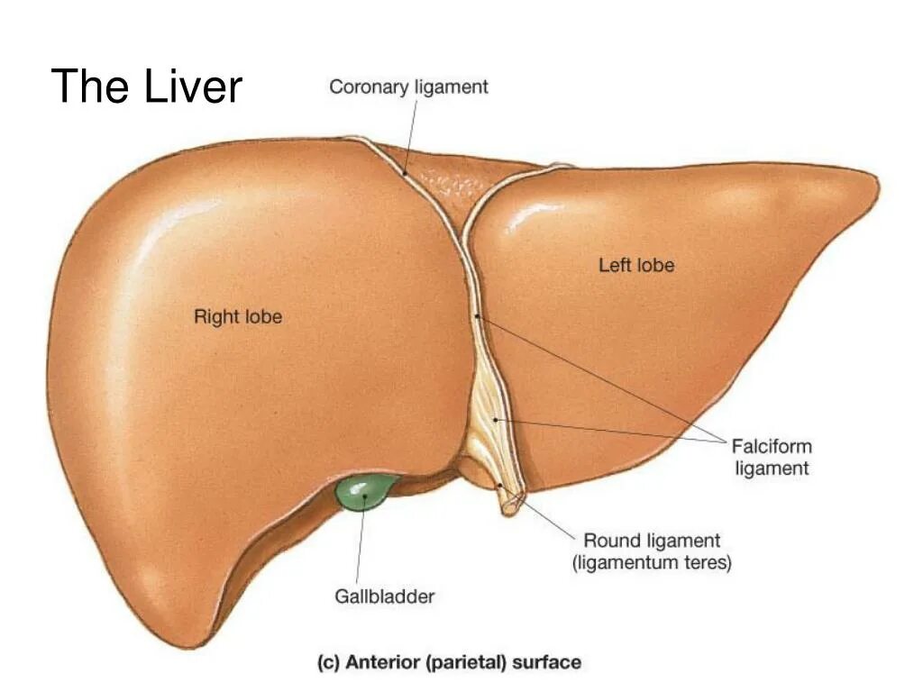Увеличен край печени. Диафрагмальная поверхность печени анатомия. Висцеральная поверхность печени анатомия. Доли печени анатомия. Доли диафрагмальной поверхности печени.