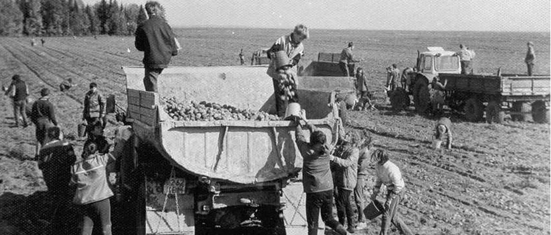 Школьники помогли колхозу собрать 4840 кг. Уборка картофеля в колхозе. советские школьники на картошке. студенты на картошке.