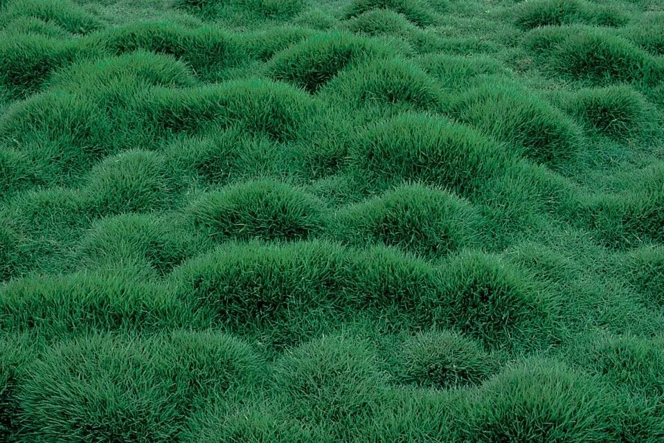 Zoysia tenuifolia. Зойсия Грасс. Зойсия почвопокровная. Зойсия бахайская. Мхи растения многолетние