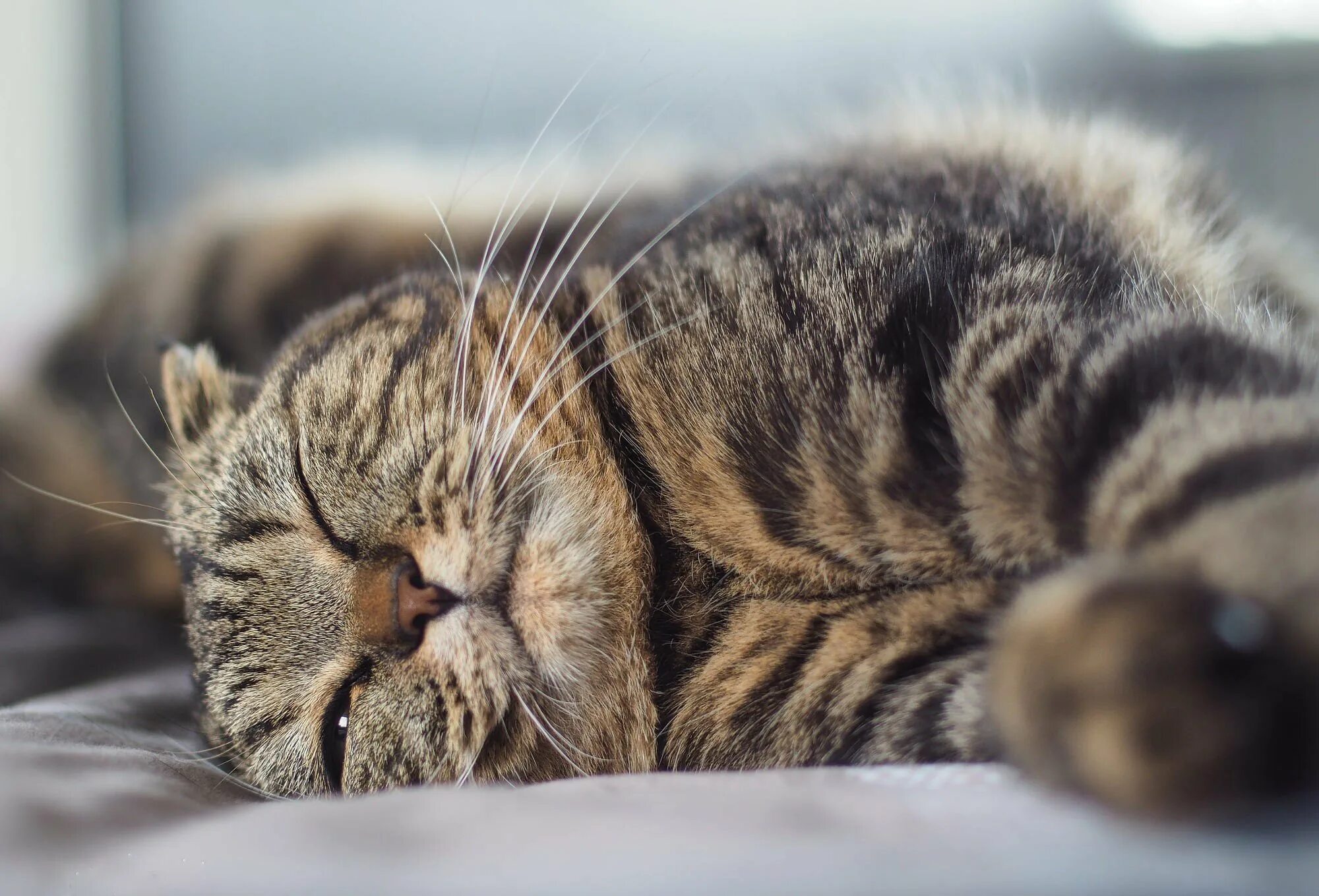 Видео спящего кота. Спящий кот. Спящий полосатый кот. Кот дремлет.