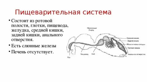 Членистоногие способ добывания пищи