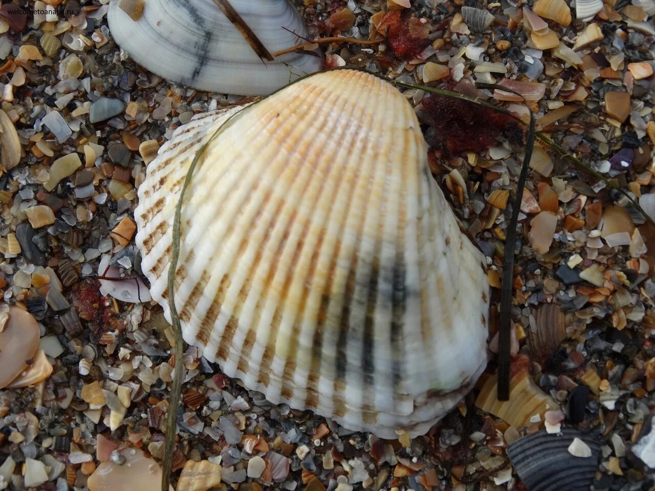 Можно ли есть морскую. Рапан Черноморский. Моллюск рапана Азовское море. Гребешок моллюск черного моря. Рапан морской гребешок.