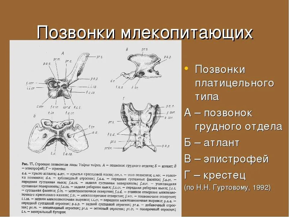 Позвонки млекопитающих. Пластицельные позвонки. Шейные позвонки млекопитающих. Строение позвонков млекопитающих. Определите отделы позвоночника млекопитающих