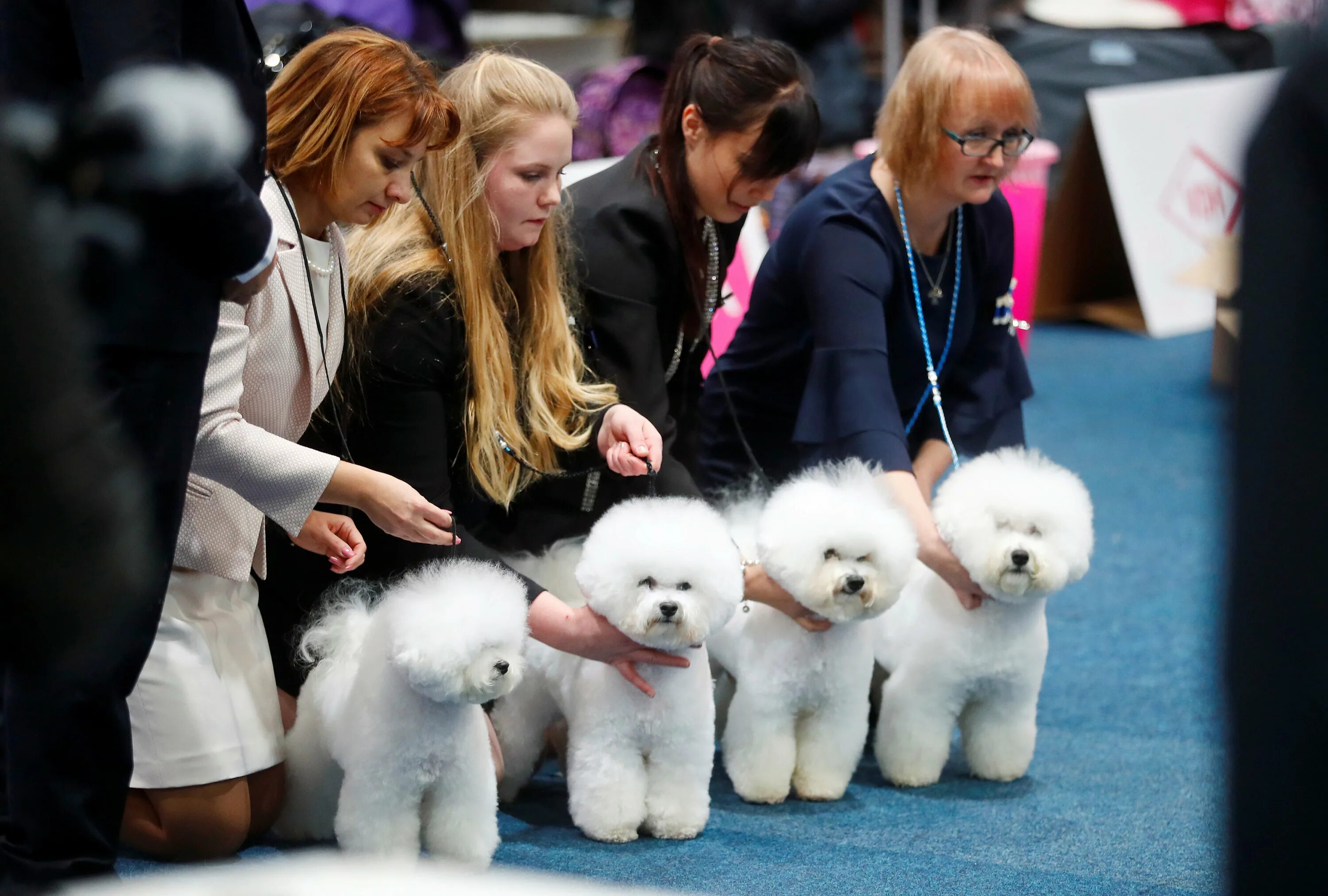 Где проходит выставка собак. Ворлд дог шоу. world dog show. шоу-собаки фото.