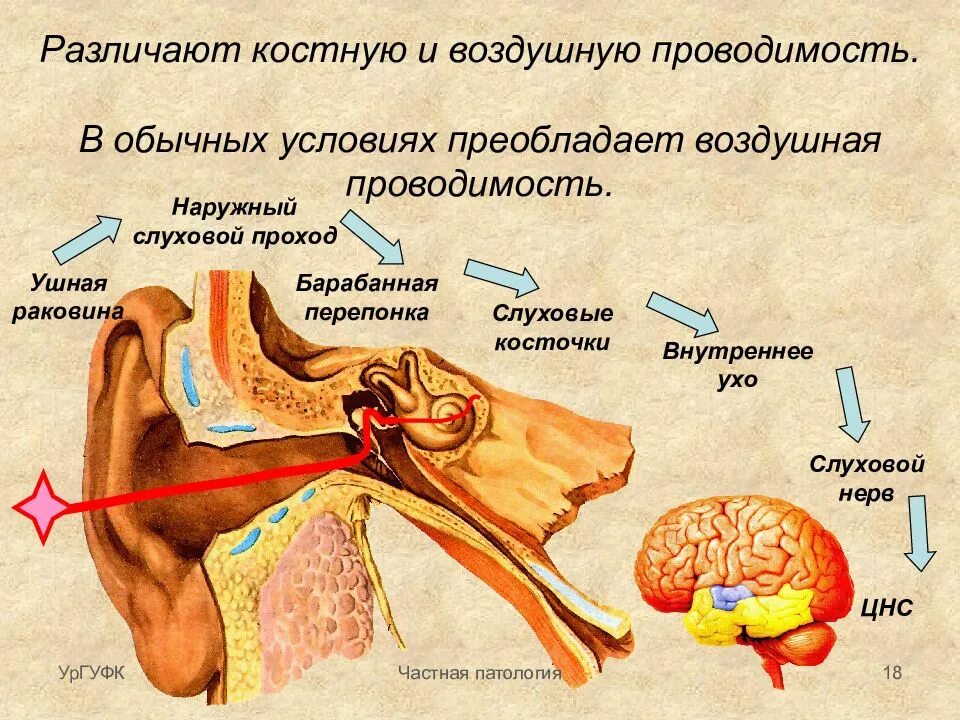 Воздушная и костная проводимость слуха. Механизм костной и воздушной проводимости звука. Костная проводимость звука. Воздушная проводимость.