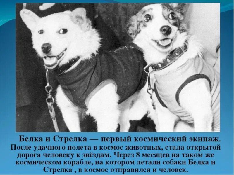 От Белки и Стрелки до водяных медведей: какие твари побывали в космосе