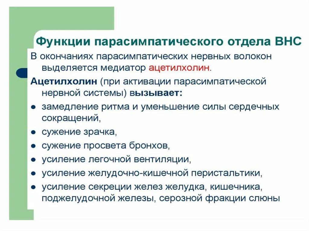 Функции автономной нервной системы. Парасимпатический отдел внс функции. функции парасимпатического отдела вегетативной нервной системы. парасимпатическая нервная система функции. функции отделов вегетативной нервной системыэ+.