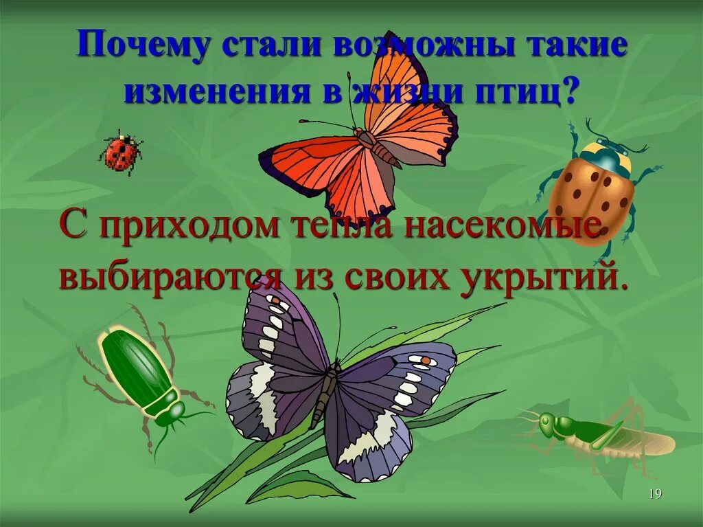 Насекомые весной презентация. Презентация насекомые весной для дошкольников. Насекомые весной изменения. Изменение в жизни насекомых..