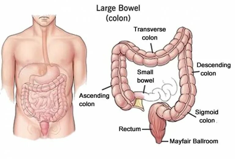 Colon перевод. Анатомия и физиология Толстого кишечника. Толстый кишечник физиология.