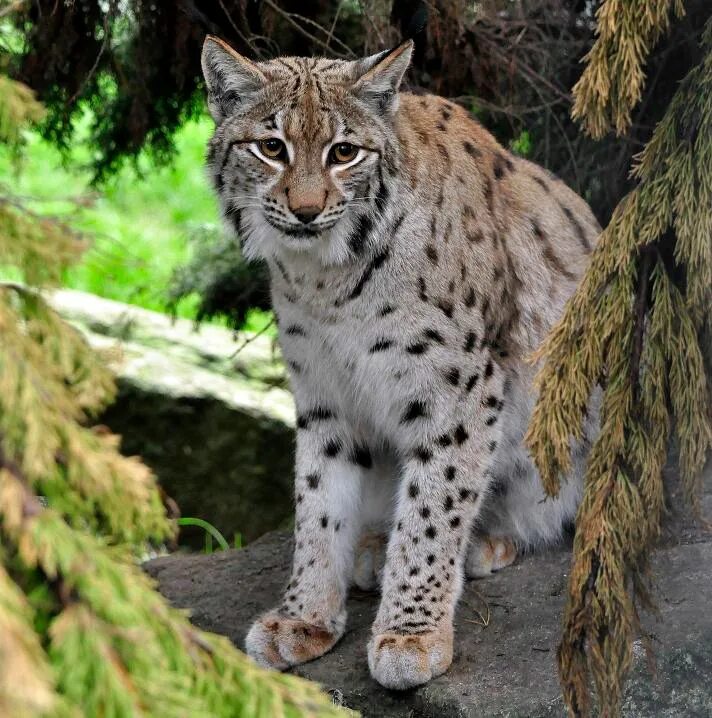 Рысь Сибирская краснокнижная. Lynx Lynx Linnaeus, 1758. Обыкновенная Рысь – Lynx Lynx l. [Felis Lynx l.]. Окрас рыси.