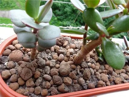 Денежное дерево земля для пересадки