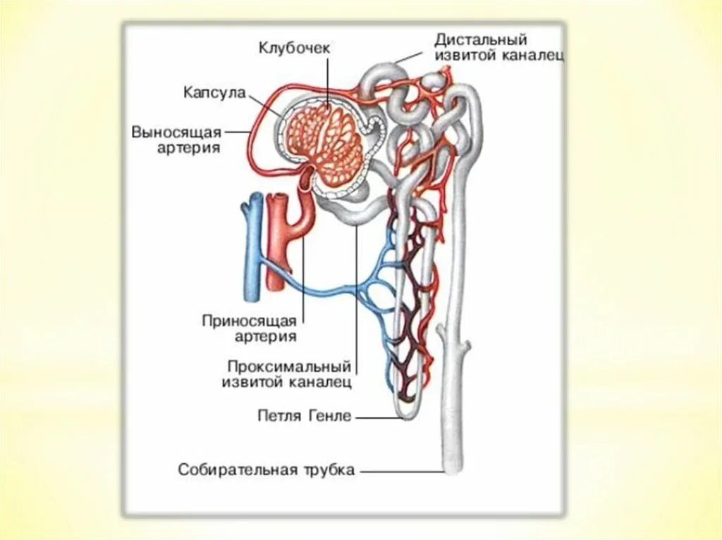 Движение мочи по собирательным трубочкам пирамид. Строение нефрона почки человека. Строение нефрона почки анатомия. Строение почки капсула нефрона. Схема строения нефрона почки.