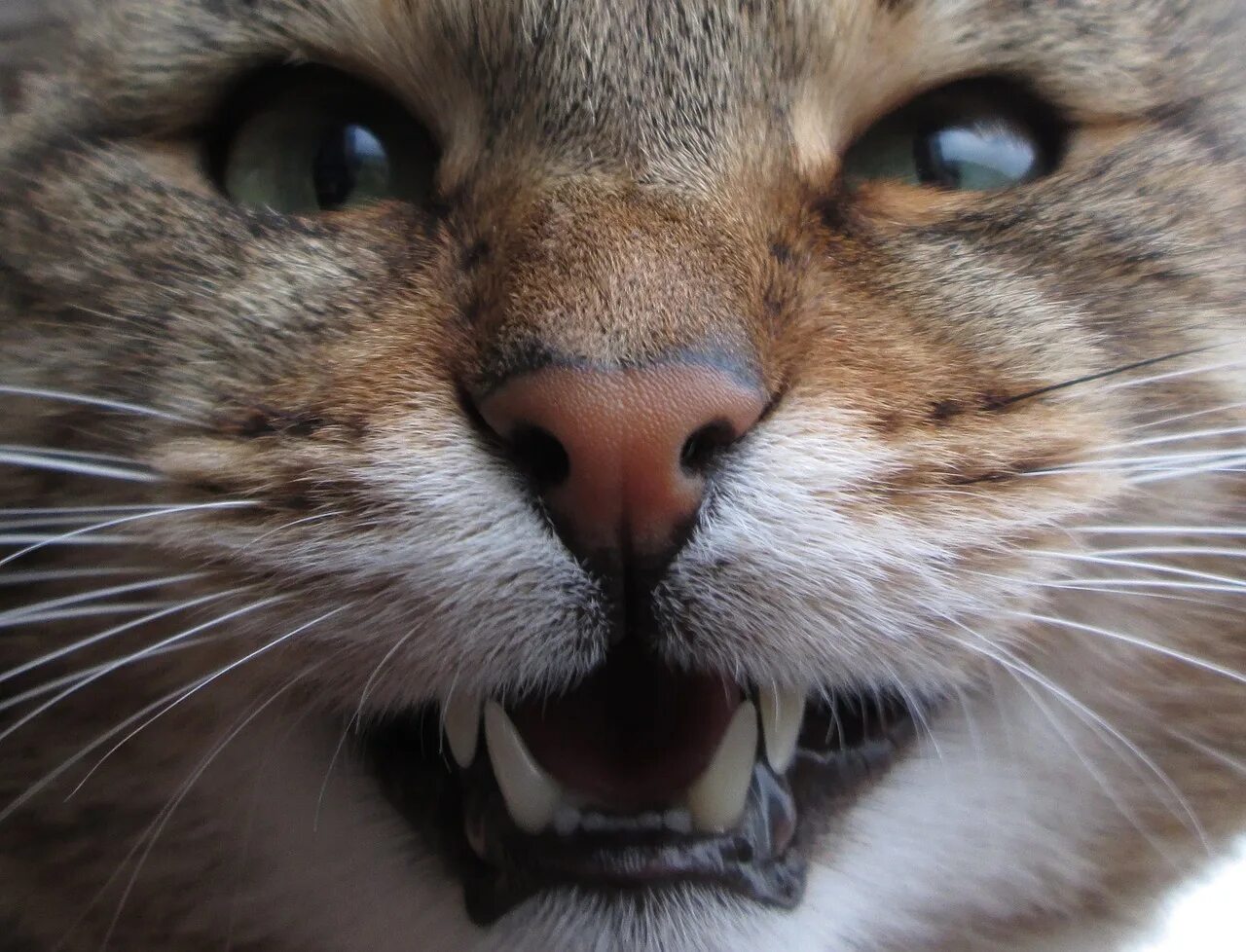 Зубы котика. Зубы котика
