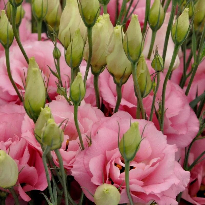 Эустома сорта. Эустома rosita pink. эустома махровая роуз. эустома эйбиси роуз. эустома лизиантус розовая.
