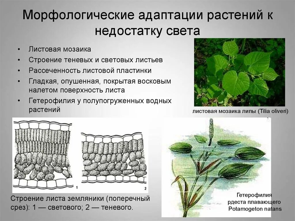 Морфологические адаптации к недостатку света