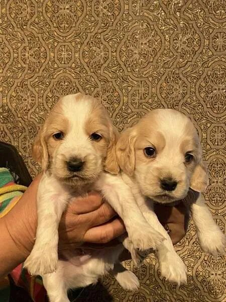 тюменская собака. щенки тюменская область. продажа собак в тюмени. щенки тюменская область. тувинская лайка.